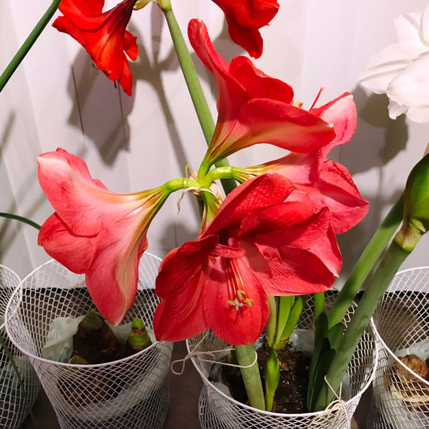  - 2018 Plante de interior