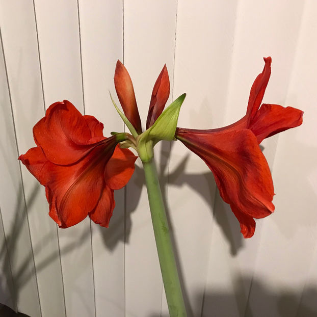  - 2018 Plante de interior