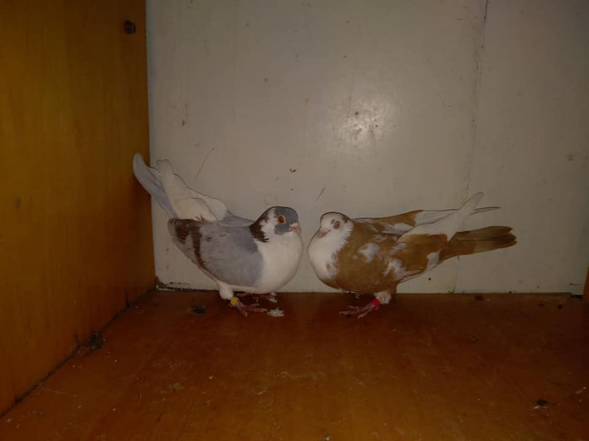 Pereche 2017 - Galateni