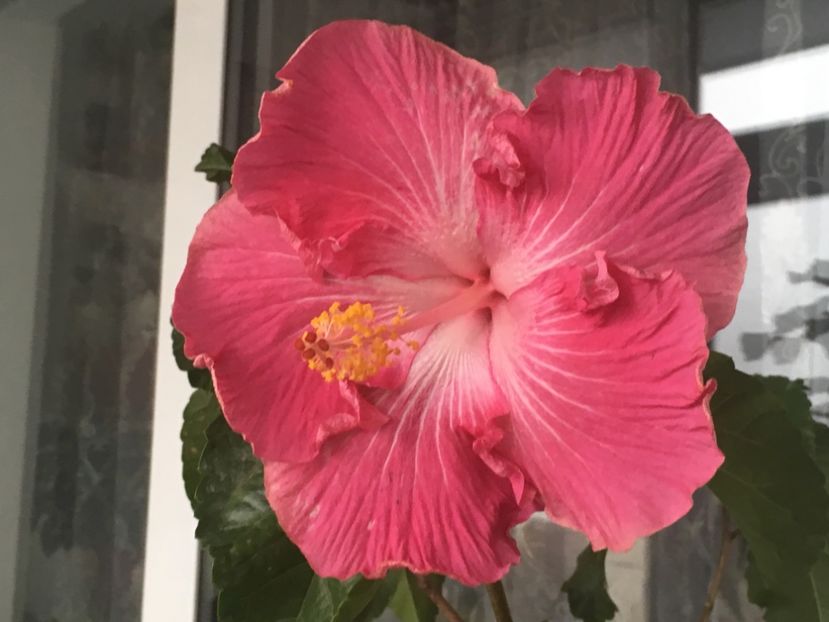 459AC021-AFA3-443C-A091-15BCFAFBF6C8 - Water Fuorong