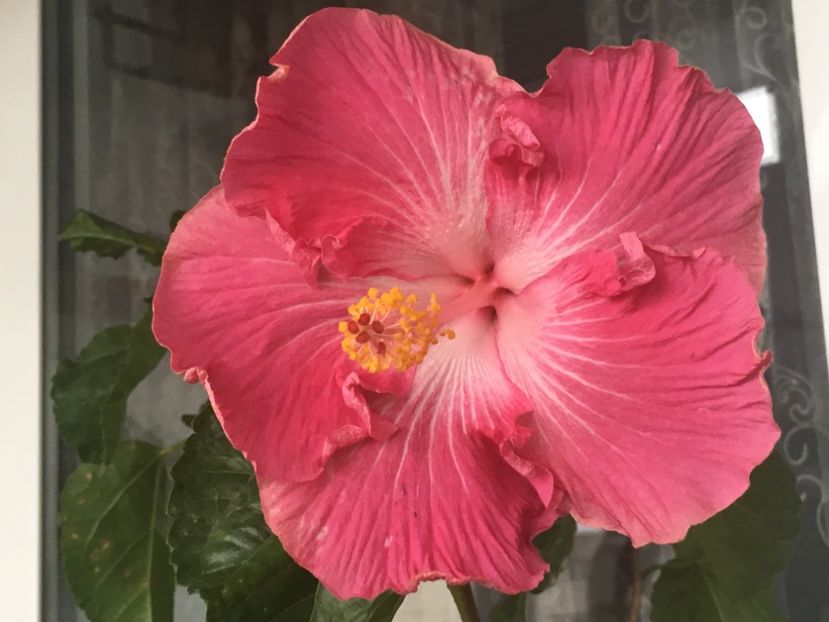 B73C727F-0159-4F23-8FC5-E740B5FCD558 - Water Fuorong