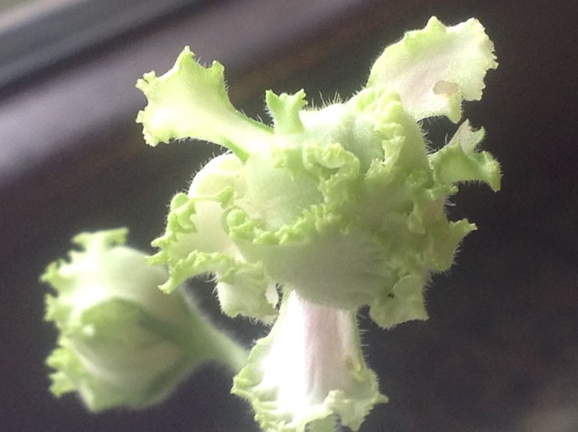 PT Elenika - Violete de colecție cand nu poti sa te oprești 2018aprilie