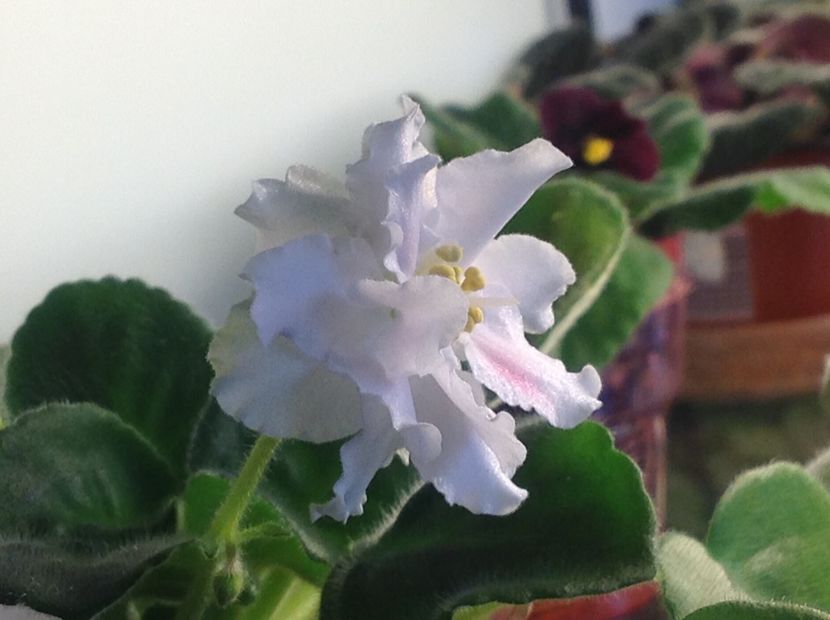 RS Utonchenny Vkus - Violete de colecție cand nu poti sa te oprești 2018aprilie