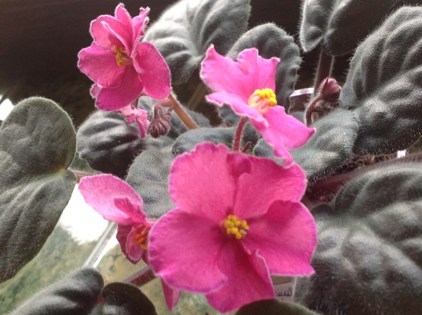 Ode to Beauty - Violete de colecție cand nu poti sa te oprești 2018aprilie