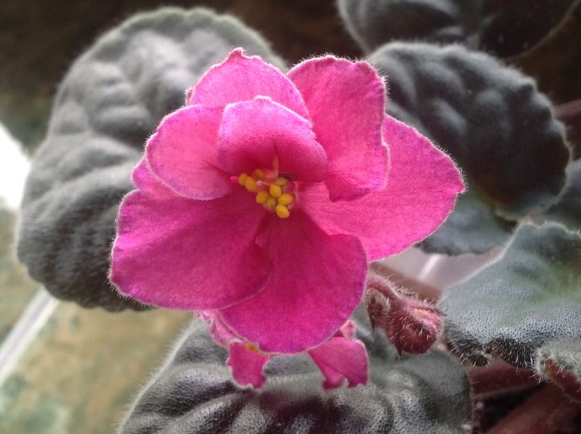 Ode to Beauty - Violete de colecție cand nu poti sa te oprești 2018aprilie