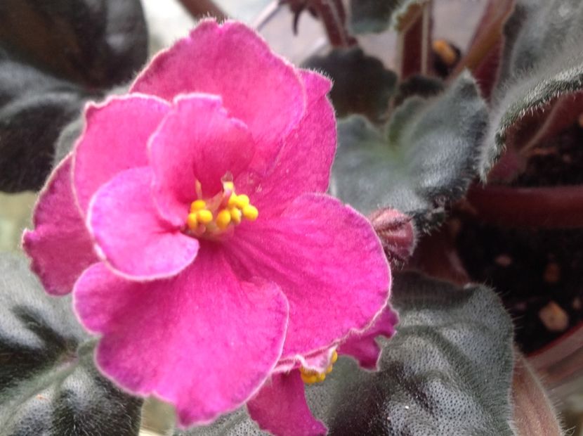 Ode to Beauty - Violete de colecție cand nu poti sa te oprești 2018aprilie