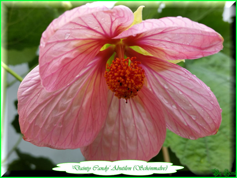 Abutilon Dainty Candy - Abutilon - semințe de vănzare