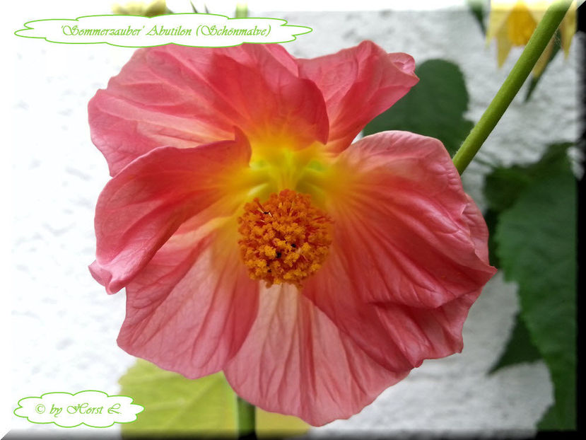 Abutilon Frühlingstraum - Abutilon - semințe de vănzare