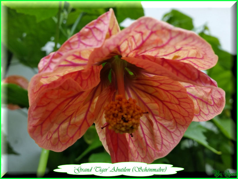 Abutilon Grand Tiger - Abutilon - semințe de vănzare