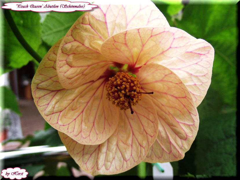 Abutilon Peach Queen - Abutilon - semințe de vănzare