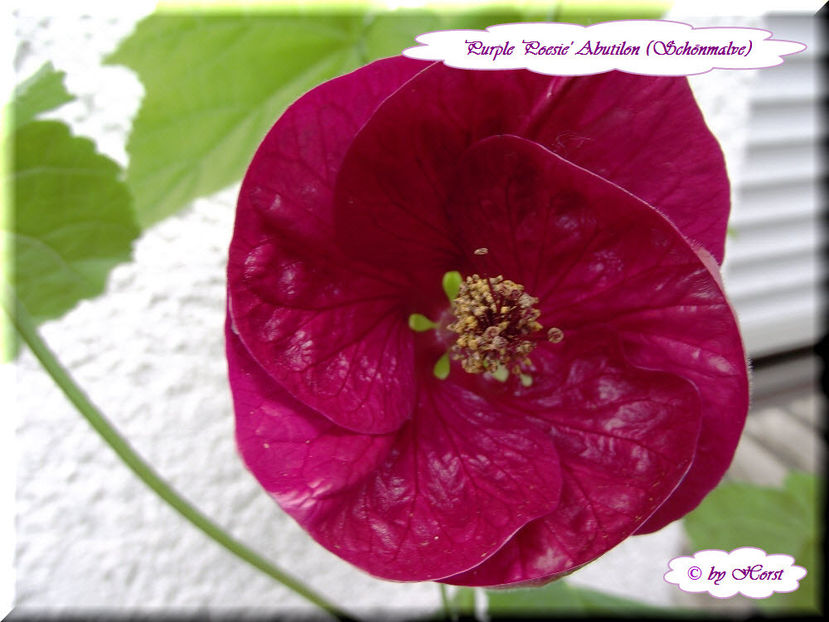 Abutilon Purple Poesie - Abutilon - semințe de vănzare
