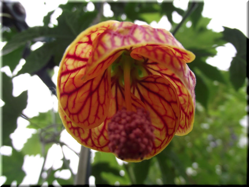 Abutilon Red Tiger Striatum - Abutilon - semințe de vănzare