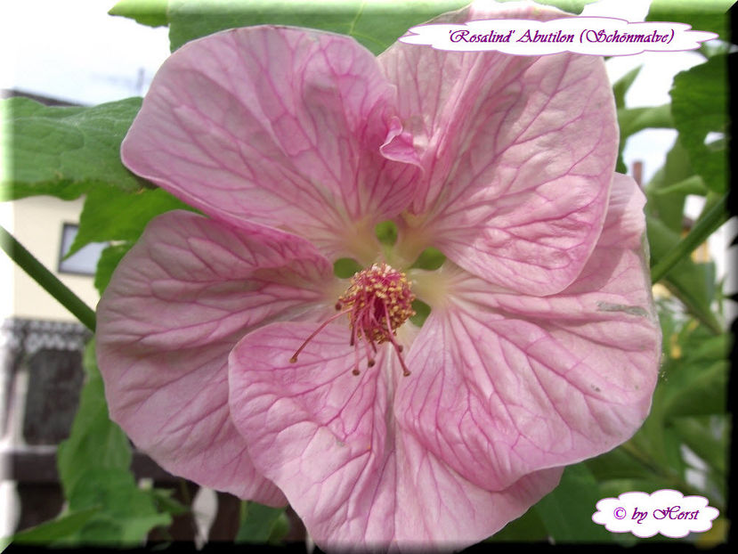 Abutilon Rosalind - Abutilon - semințe de vănzare