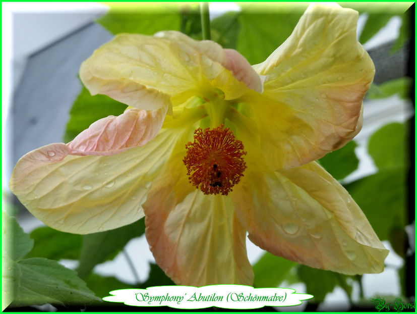 Abutilon Symphony - Abutilon - semințe de vănzare