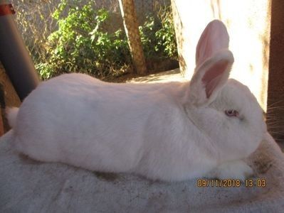  - X ARHIVA IEPURI CE AM AVUT