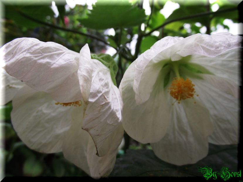 Abutilon White Goliath - Abutilon - semințe de vănzare