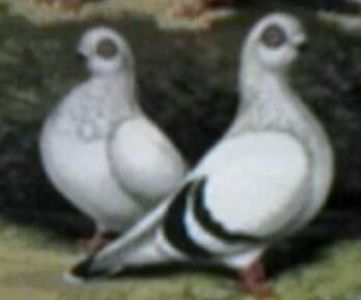  - ZBURĂTOR DE DAMASC