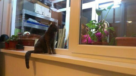  - cat-son