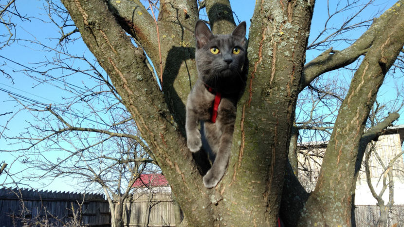  - cat-son