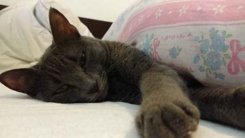  - cat-son