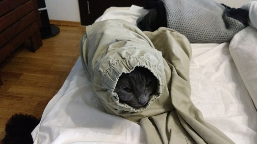  - cat-son