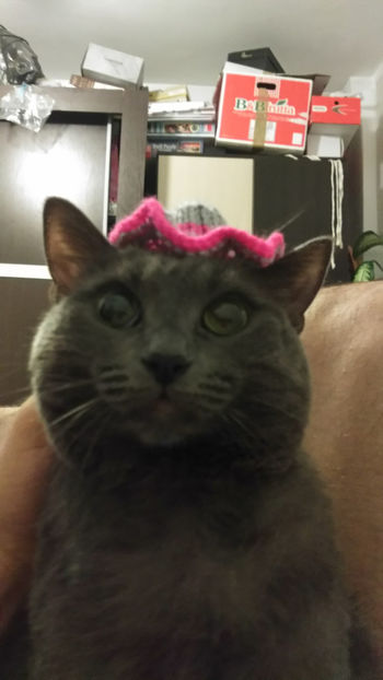  - cat-son