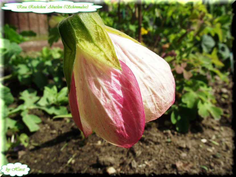 'Rosa Röckchen' - Abutilon 2012