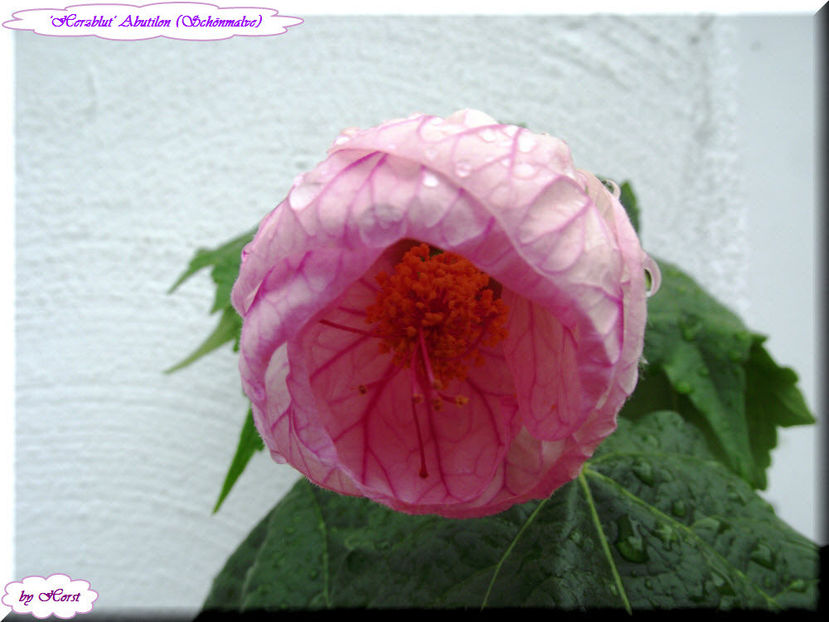 'Herzblut' - Abutilon 2012
