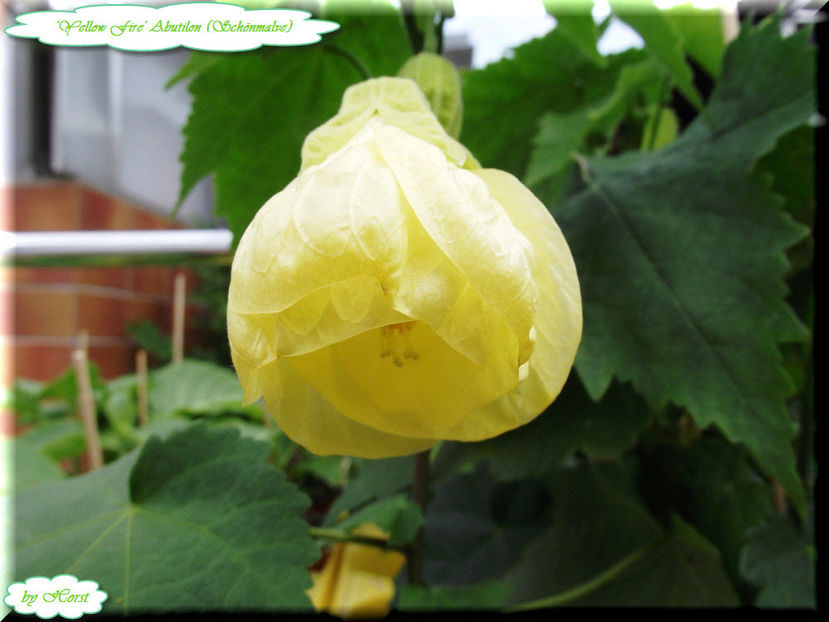 'Yellow Fire' - Abutilon 2012