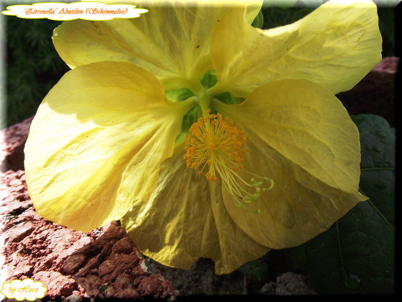 'Zitronella' - Abutilon 2012