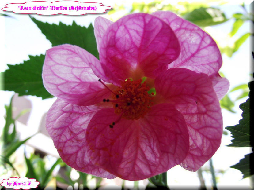 'Rosa Gräfin' - Abutilon 2012