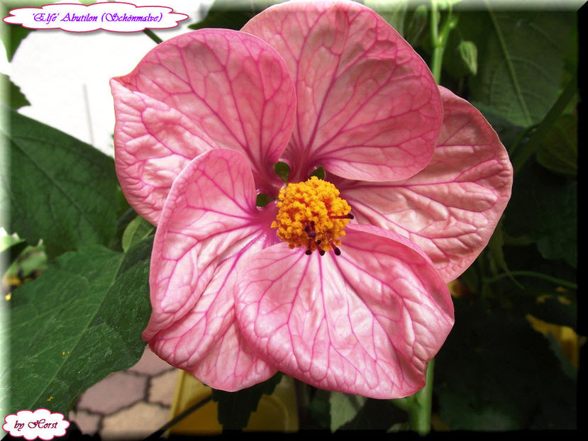 'Elfe' - Abutilon 2012