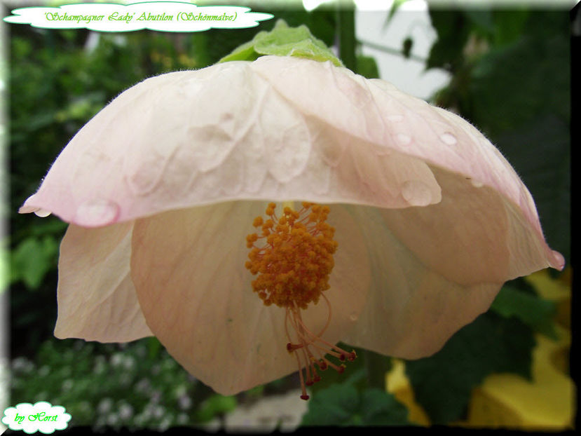'Schampagner Lady' - Abutilon 2012