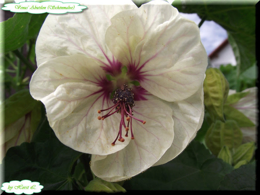 'Venus' - Abutilon 2012
