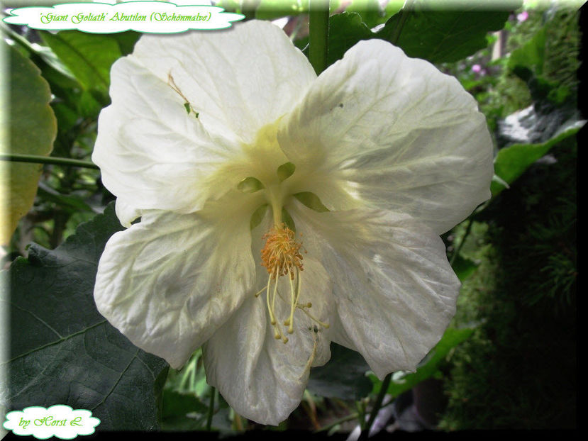 'Giant Goliath' - Abutilon 2012