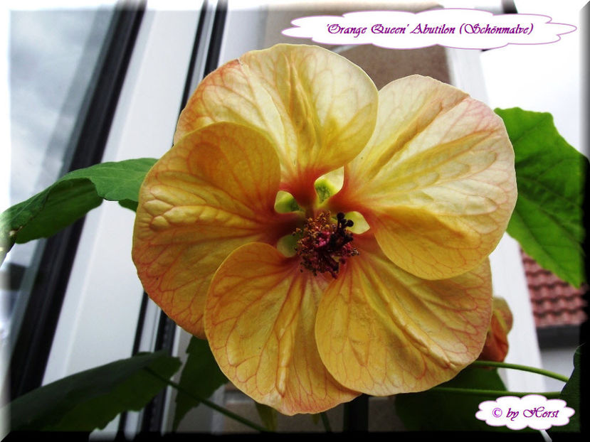 'Orange Queen' - Abutilon 2013