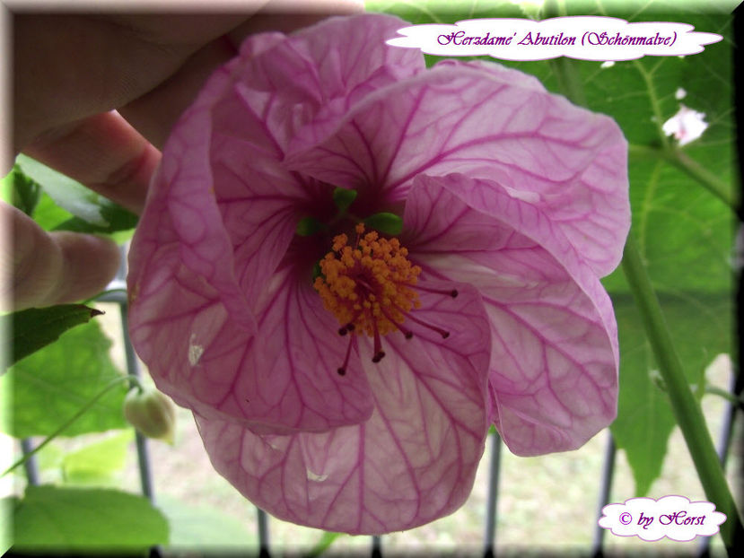 'Herzdame' - Abutilon 2013
