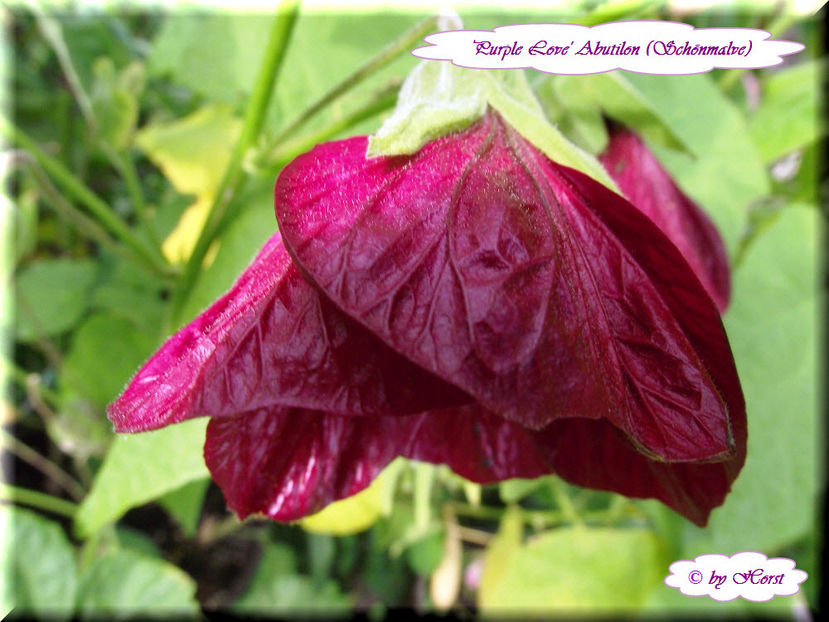 'Purple Love' - Abutilon 2013
