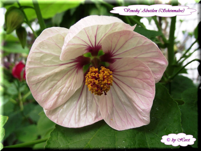 'Venedig' - Abutilon 2013