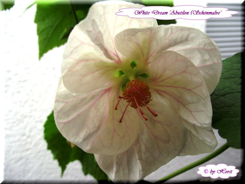 'White Dream' - Abutilon 2013