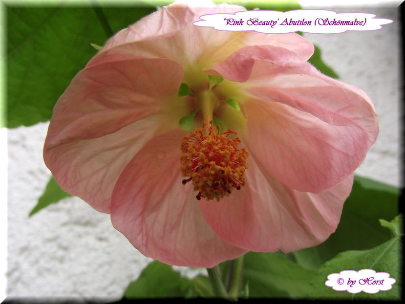 'Pink Beauty' - Abutilon 2013