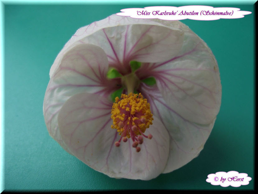 'Miss Karlsruhe' - Abutilon 2013