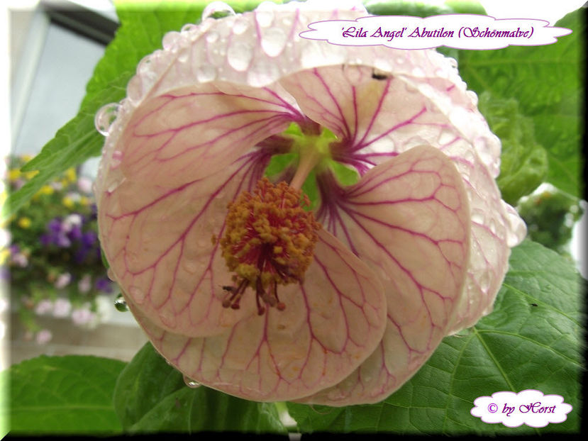 'Lila Angel' - Abutilon 2013