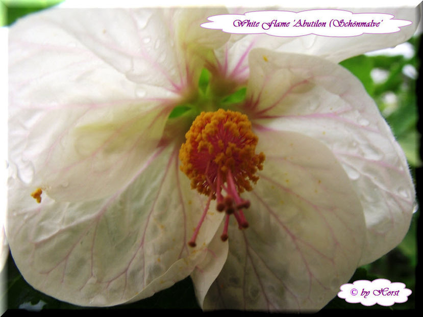'White Flame' - Abutilon 2013