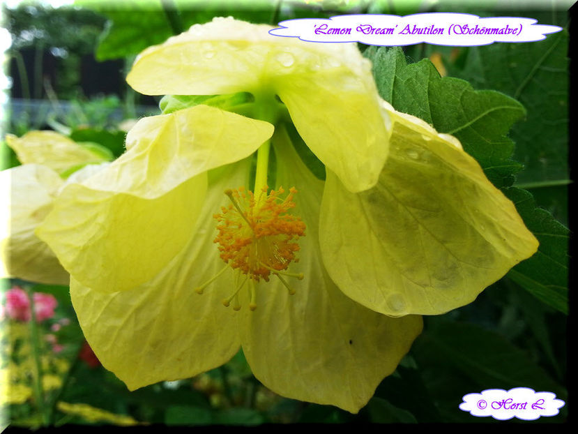 'Lemon Dream' - Abutilon 2013