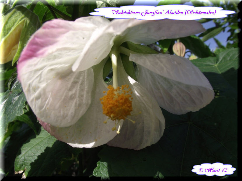 'Schüchterne Jungfrau' - Abutilon 2013