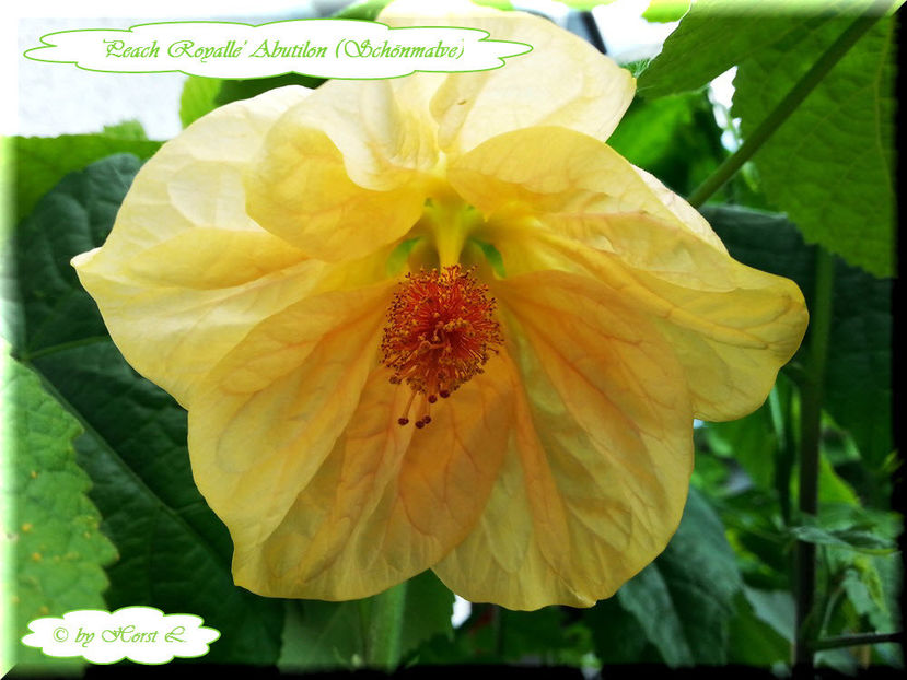 'Peach Royalle' - Abutilon 2014