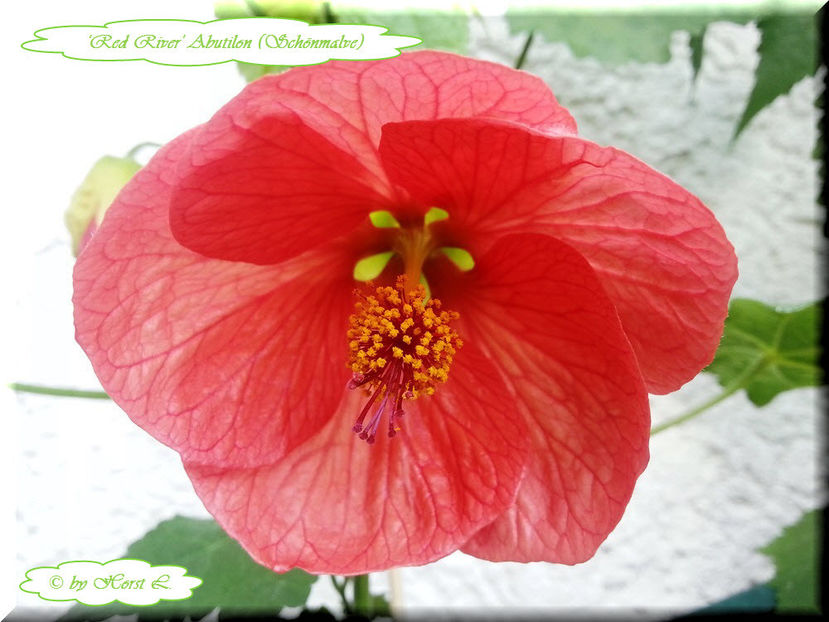 'Red River' - Abutilon 2014