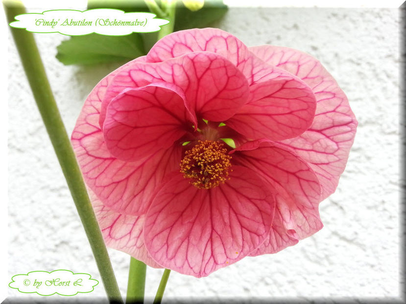 'Cindy' - Abutilon 2014