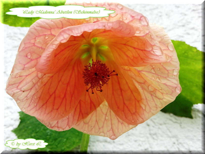 'Lady Madonna' - Abutilon 2014